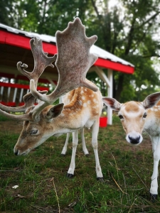 Briežu tēviņš ar iespaidīgiem samtainiem ragiem un jauns briedis zaļā pļavā, fonā sarkanbalta nojume zoo Rezidence Doles salā, Salaspils novadā